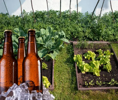 La Cerveza sin alcohol se convierte en una aliada de tu jardín (Getty Images) La Cerveza sin alcohol se convierte en una aliada de tu jardín (Getty Images)