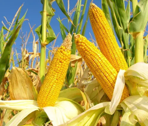 Esta planta nativa es la base de la alimentación en el país (Getty Images) Esta planta nativa es la base de la alimentación en el país (Getty Images)
