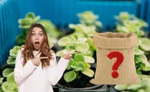El abono más efectivo para que tus plantas luzcan mejor que nunca este verano