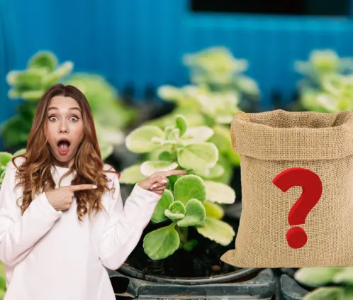 Este abono ayudará a que tus plantas luzcan bellas este verano (Getty Images) Este abono ayudará a que tus plantas luzcan bellas este verano (Getty Images)