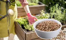Este alimento es el mejor abono para tu jardín, pero nadie lo usa aunque está en todas las cocinas