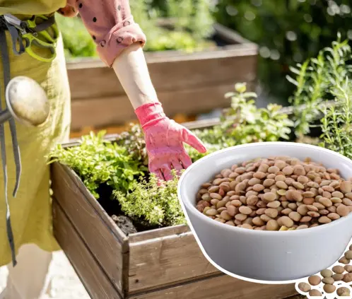 Con esta poderosa leguminosa tus plantas contarán con una vitalidad nunca antes vista (Getty Images) Con esta poderosa leguminosa tus plantas contarán con una vitalidad nunca antes vista (Getty Images)