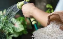 El abono casero con arroz para que tus plantas crezcan como nunca