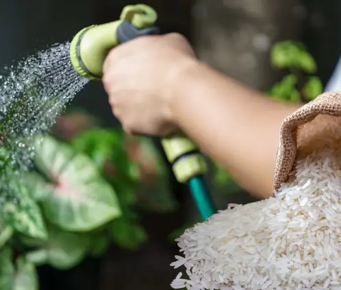 El arroz cuenta con minerales y almidones escenciales para que las plantas crezcan (Getty Images) El arroz cuenta con minerales y almidones escenciales para que las plantas crezcan (Getty Images)