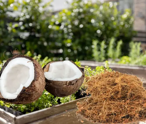 La fibrab de coco es aliada para el cuidado del jardín (Getty images) La fibrab de coco es aliada para el cuidado del jardín (Getty images)