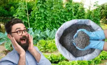 El oro para las plantas que nadie conoce y transforma todos los huertos