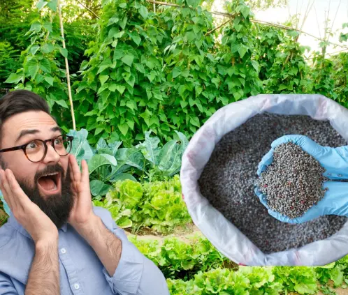 Este abono nutre, florece y protege las plantas con ingredientes que ya tienes (Getty images) Este abono nutre, florece y protege las plantas con ingredientes que ya tienes (Getty images)