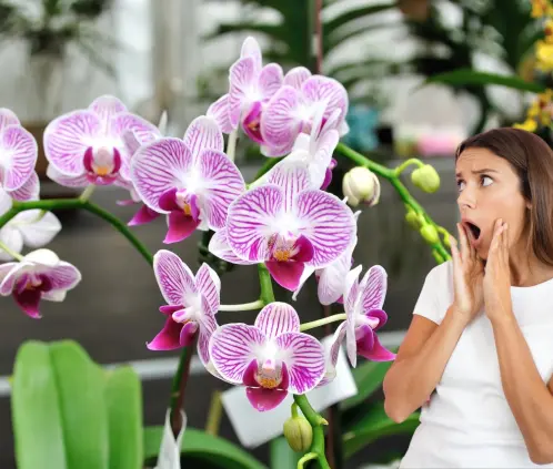 Las orquideas crecerán sanas con este ingrediente (Getty Images) Las orquideas crecerán sanas con este ingrediente (Getty Images)