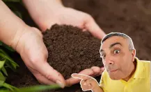 El fertilizante casero con un ingrediente de cocina que transforma tus plantas