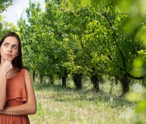 Estos árboles futales se pueden desarrollar dentro de casa y pueden dar deliciosos frutos (Getty Images) Estos árboles futales se pueden desarrollar dentro de casa y pueden dar deliciosos frutos (Getty Images)