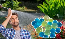 ¿Olvidaste regar tus plantas? Estas bolas de hidrogel las mantienen vivas sin esfuerzo