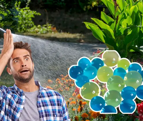 Estas bolas de hidrogel son una solución cuando no podemos darnos un tiempo para regar las plantas (Getty Images) Estas bolas de hidrogel son una solución cuando no podemos darnos un tiempo para regar las plantas (Getty Images)