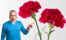 El secreto del mejor fertilizante natural para claveles que mantiene su aroma y color intactos