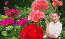 Cómo hacer abono casero para geranios y conseguir flores vibrantes todo el verano