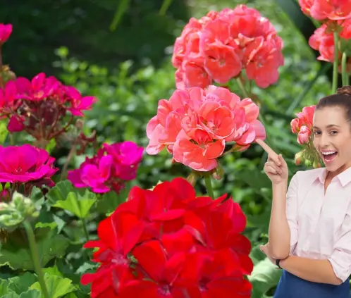 Los geranios son las flores ideales para embellecer terrazas y jardines (Getty images)