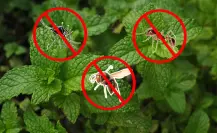 La planta que ahuyenta mosquitos, avispas y hormigas sin usar químicos y pocos la aprovechan en casa