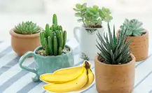 El fertilizante casero que transformará tus suculentas en macetas pequeñas y las mantendrá saludables