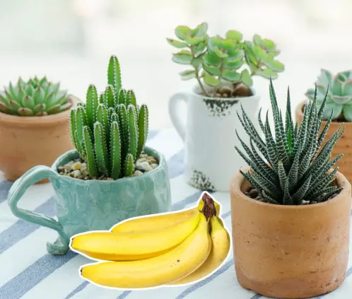 Este fertilizante casero es perfecto para suculentas en macetas pequeñas: natural, barato y fácil de aplicar (Getty Images)