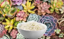El truco del agua de arroz que hace crecer suculentas más rápido, según expertos