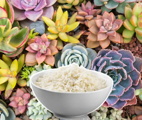 Las suculentas tendrán un mejor aspecto gracias al arroz (Getty Images) Las suculentas tendrán un mejor aspecto gracias al arroz (Getty Images)