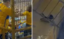 ¡Insólito! Un murciélago asusta a la afición de Tigres en el Estadio Universitario
