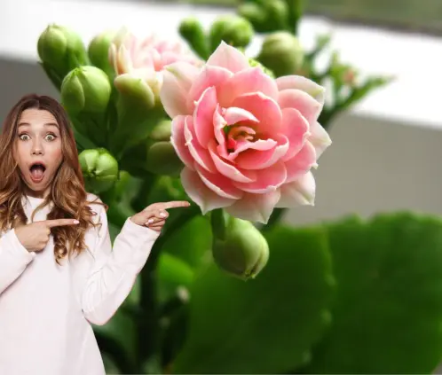 El kalanchoe es la planta que podrá enbellecer tus balcones o los interiores de casa en todo el año El kalanchoe es la planta que podrá enbellecer tus balcones o los interiores de casa en todo el año