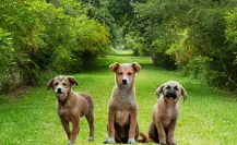 ¿La popó de tu perro sirve como abono? La verdad que muchos ignoran