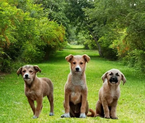 Descubre si las heces de tu perro son útiles como abono (Getty Images)