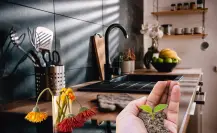 Este ingrediente de cocina actúa como abono y revive plantas al borde de secarse