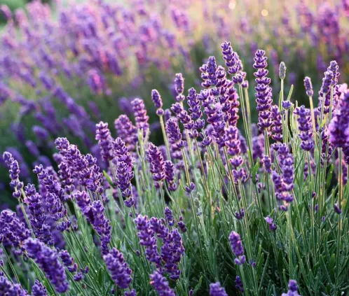 La lavanda embellecerá y perfumará tu casa. (Getty images)