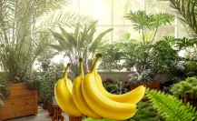Cómo hacer abono líquido con cáscaras de plátano para hojas más verdes