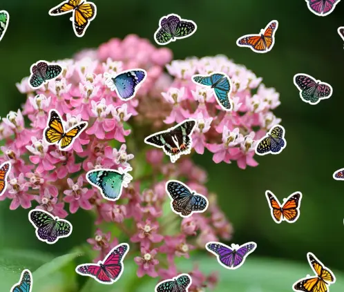 La ascelpia cuenta con nutrientes que las mariposas irresistibles (Getty Images)