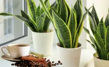Café con un giro: cómo usar posos con canela como fertilizante casero natural