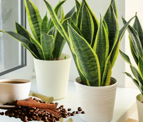 El café y la canela se hab convertido en una combinación que beneficia a tus plantas (Getty Images)