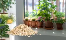 Este abono casero con avena estimula el crecimiento de raíces en macetas pequeñas