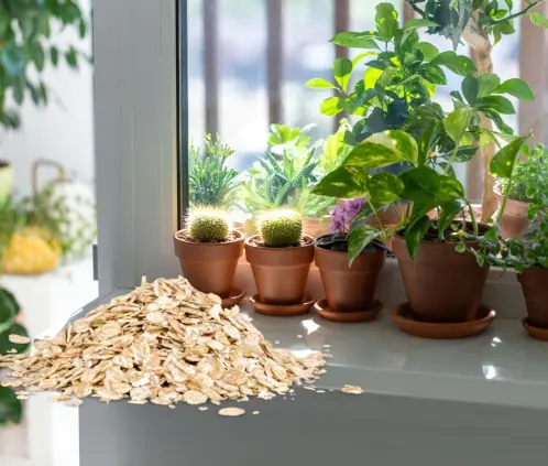 La avena es útil para el desarrollo de las raíces (Getty Images) La avena es útil para el desarrollo de las raíces (Getty Images)