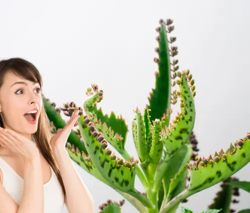 Kalanchoe, la planta resistente y decorativa que florece casi todo el año sin esfuerzo. Perfecta para cualquier rincón de tu hogar (Getty Images) Kalanchoe, la planta resistente y decorativa que florece casi todo el año sin esfuerzo. Perfecta para cualquier rincón de tu hogar (Getty Images)