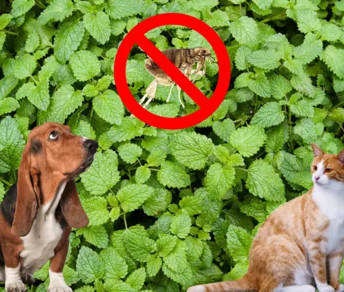 Los perros y gatos se beneficiarpan de esta planta que mantiene a raya a las pulgas (Getty Images) Los perros y gatos se beneficiarpan de esta planta que mantiene a raya a las pulgas (Getty Images)