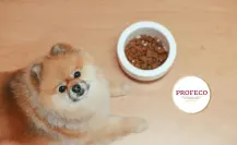Ni Purina ni Pedigree: estas son las croquetas de perro de mayor calidad, según Profeco