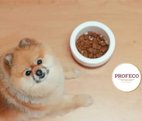 Ni Purina ni Pedigree: estas son las croquetas de perro de mayor calidad, según Profeco (Foto: Pexels) Ni Purina ni Pedigree: estas son las croquetas de perro de mayor calidad, según Profeco (Foto: Pexels)