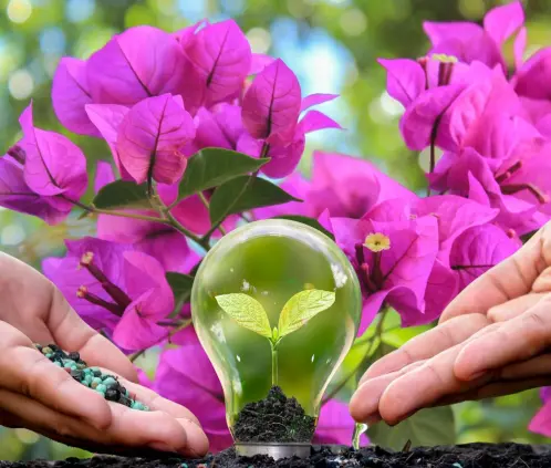 Con un abono casero de plátano, café y ceniza, tus bugambilias florecerán más que nunca y llenarán tu jardín de color (Getty Images) Con un abono casero de plátano, café y ceniza, tus bugambilias florecerán más que nunca y llenarán tu jardín de color (Getty Images)