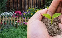 Haz este abono casero para rosales y logra una floración explosiva todo el año