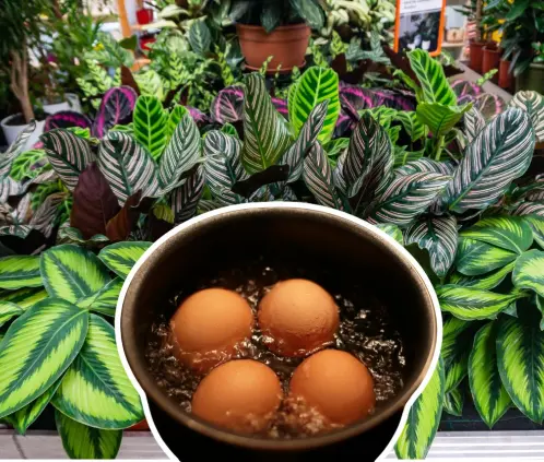 Convierte el agua de cocción de huevos en el mejor abono líquido casero: nutre tus plantas con calcio y minerales sin gastar dinero (Getty Images) Convierte el agua de cocción de huevos en el mejor abono líquido casero: nutre tus plantas con calcio y minerales sin gastar dinero (Getty Images)