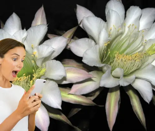 Descubre el cactus que florece solo una noche al año y luce perfecto en interiores minimalistas con pocos cuidados. (Getty Images)
