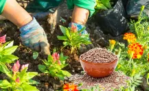 Este fertilizante líquido con lentejas revive plantas marchitas en tiempo récord