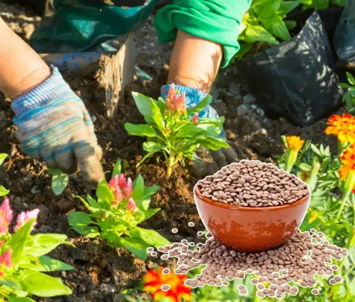 El agua de lentejas es un fertilizante natural que revive plantas marchitas, fortalece raíces y estimula el crecimiento en tiempo récord El agua de lentejas es un fertilizante natural que revive plantas marchitas, fortalece raíces y estimula el crecimiento en tiempo récord