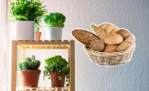 Convierte el pan duro en un poderoso abono casero rico en nutrientes