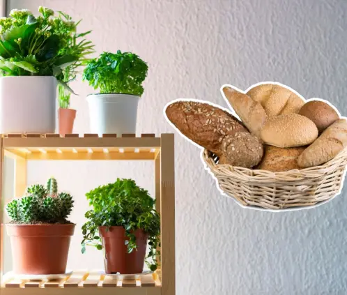 No tires el pan duro que nadie quiere en casa, tus plantas lo agradecerán (Getty Images) No tires el pan duro que nadie quiere en casa, tus plantas lo agradecerán (Getty Images)