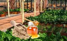 Fertilizante con avena y miel: el secreto para raíces fuertes en macetas pequeñas