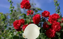 Este abono hecho con cáscara de cebolla aumenta la floración de tus rosales